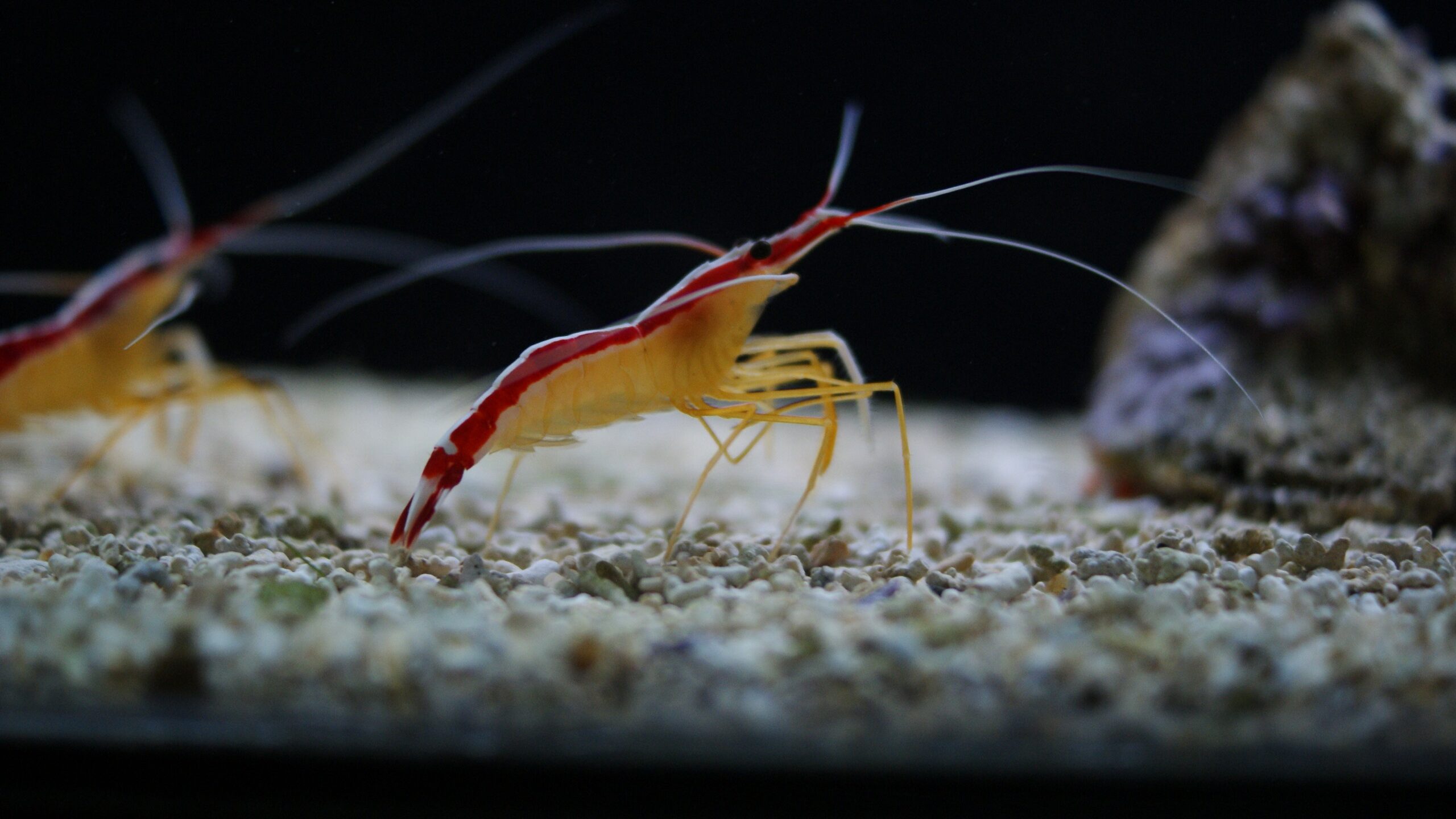 Shrimp Discovered as Potential Natural Whitening Agent by Israeli Researchers