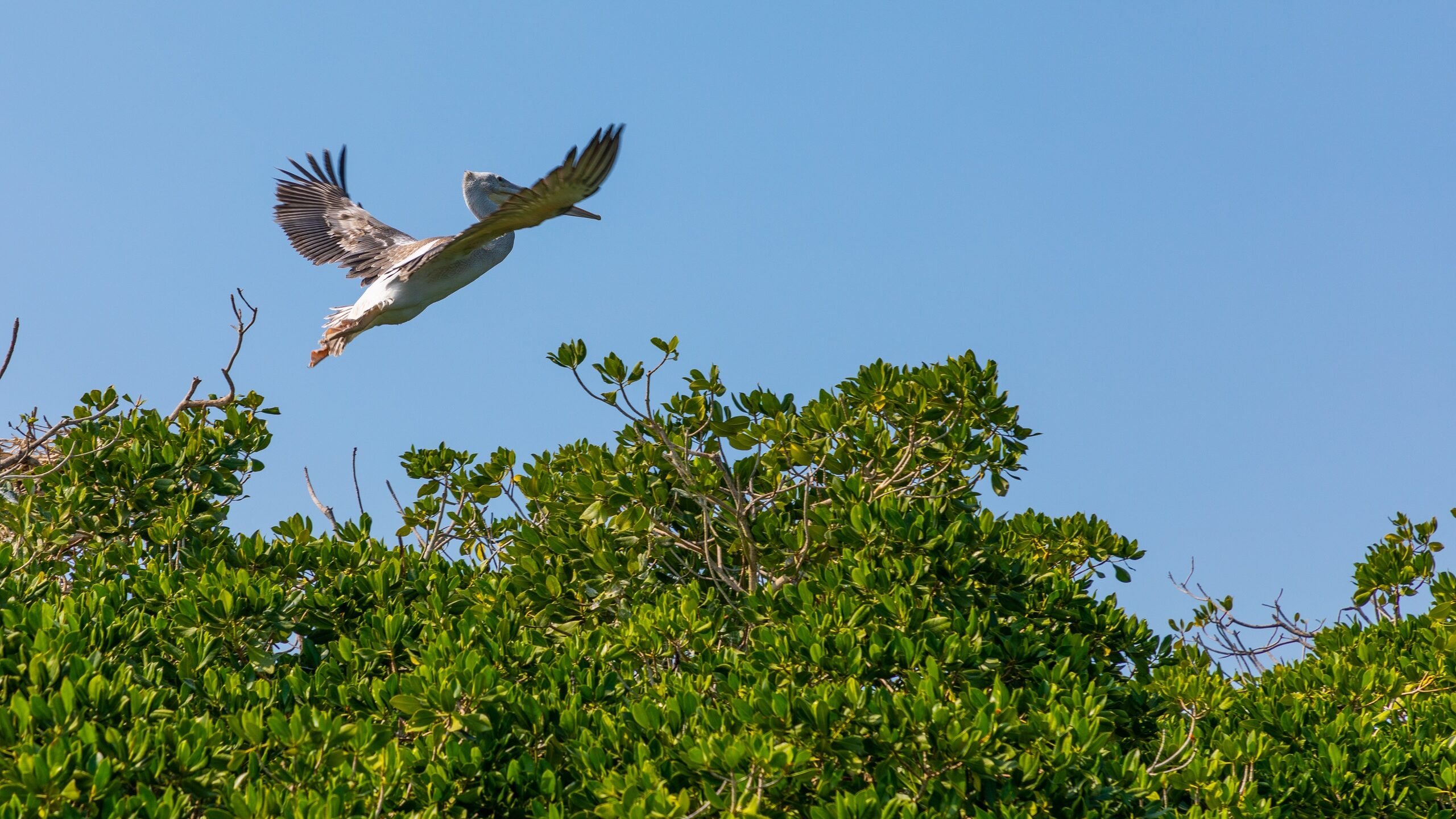How Saudi Arabia’s Mangrove Forests Are Boosting Biodiversity and Battling Climate Change