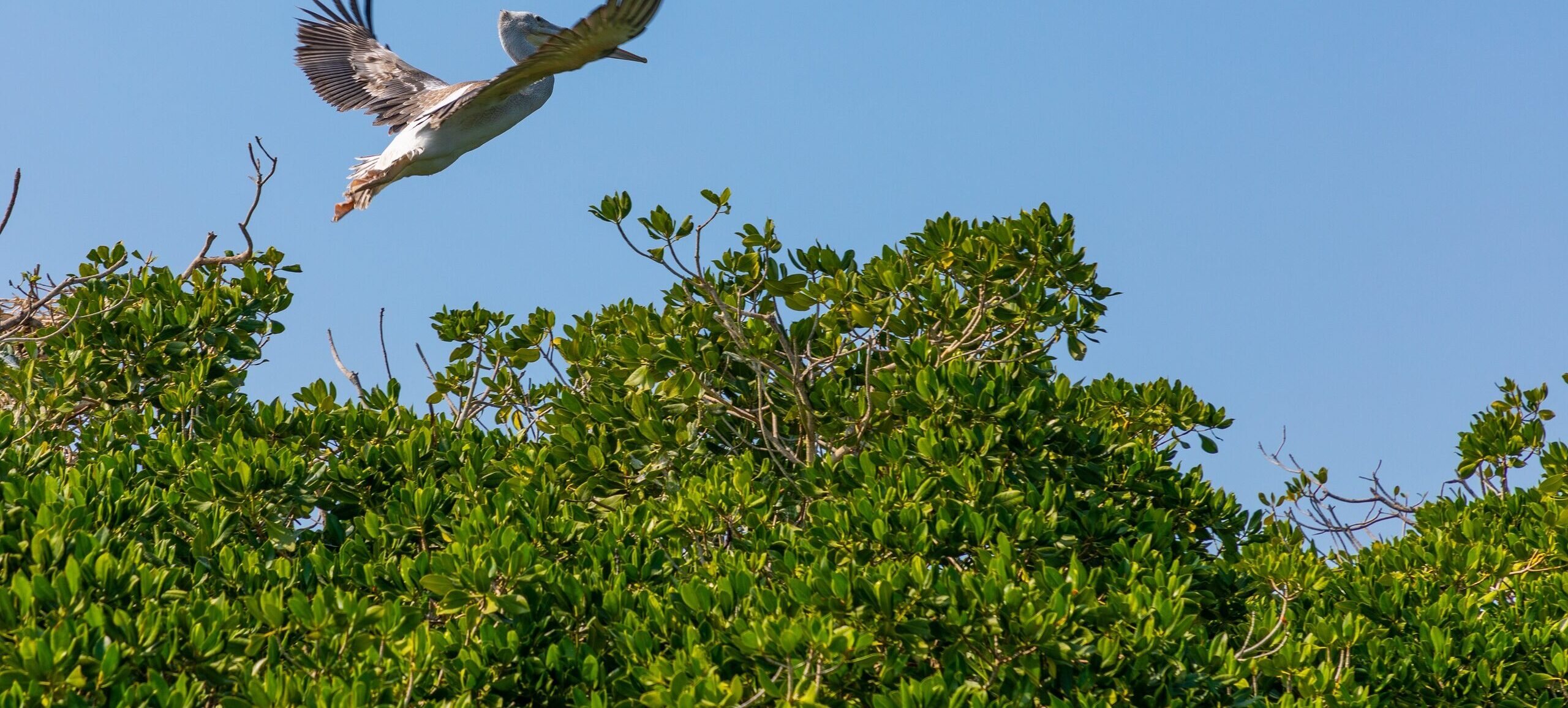 How Saudi Arabia’s Mangrove Forests Are Boosting Biodiversity and Battling Climate Change