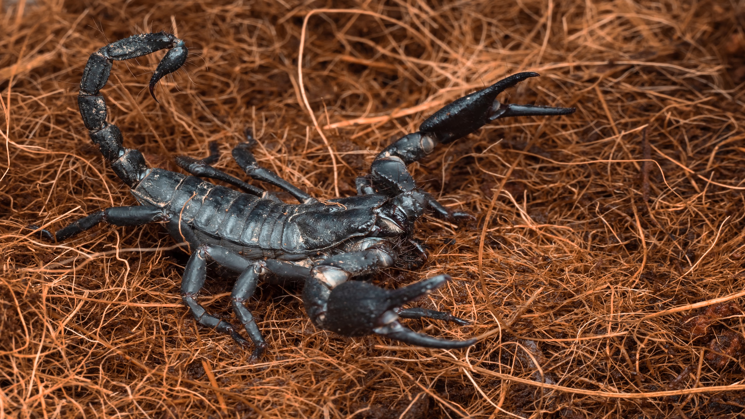 Nearly 33,000 Scorpion Stings, 15 Related Deaths Reported in Iran Last Year