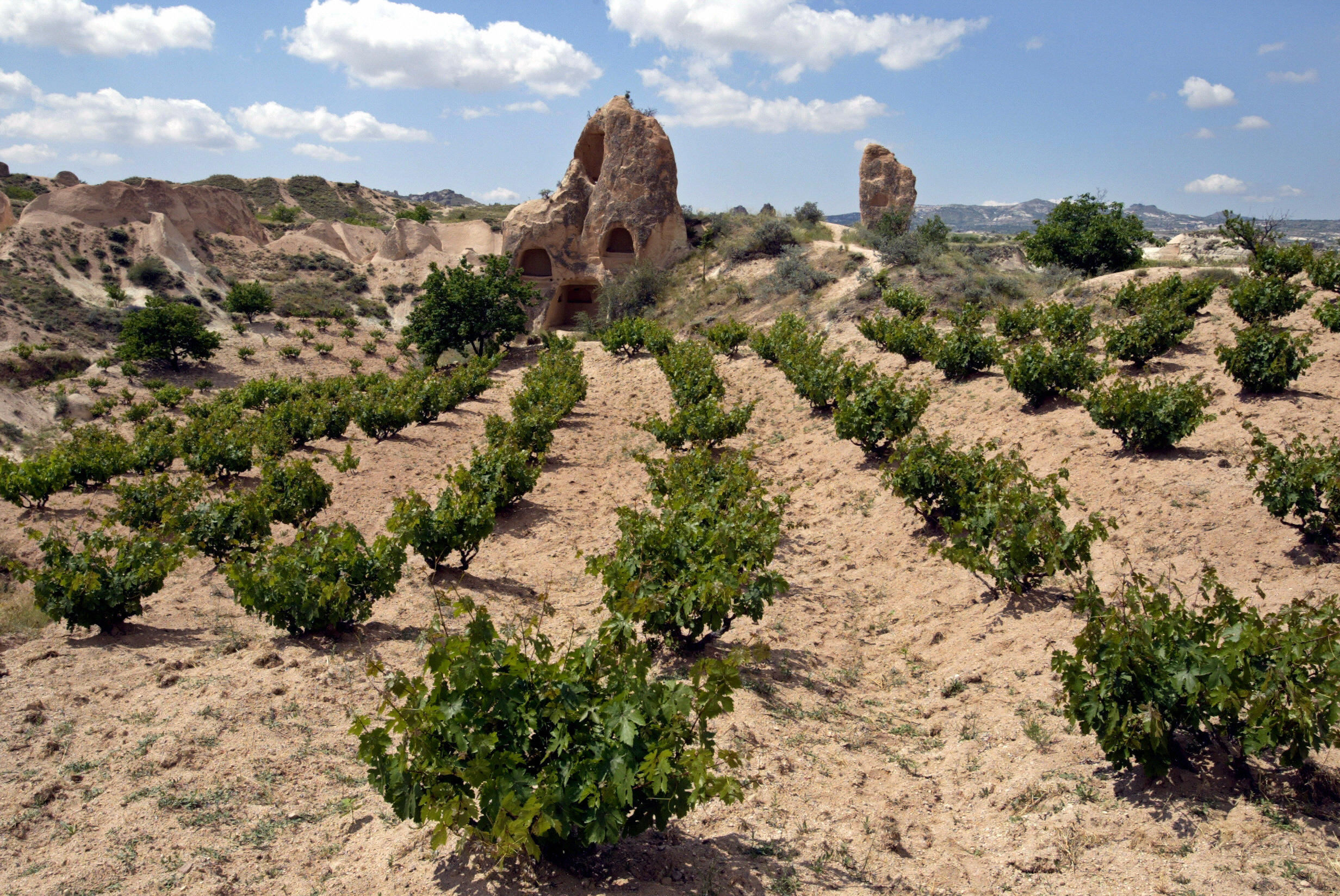 Turkish Winemakers Raise Their Glasses to Ancient Anatolian Traditions