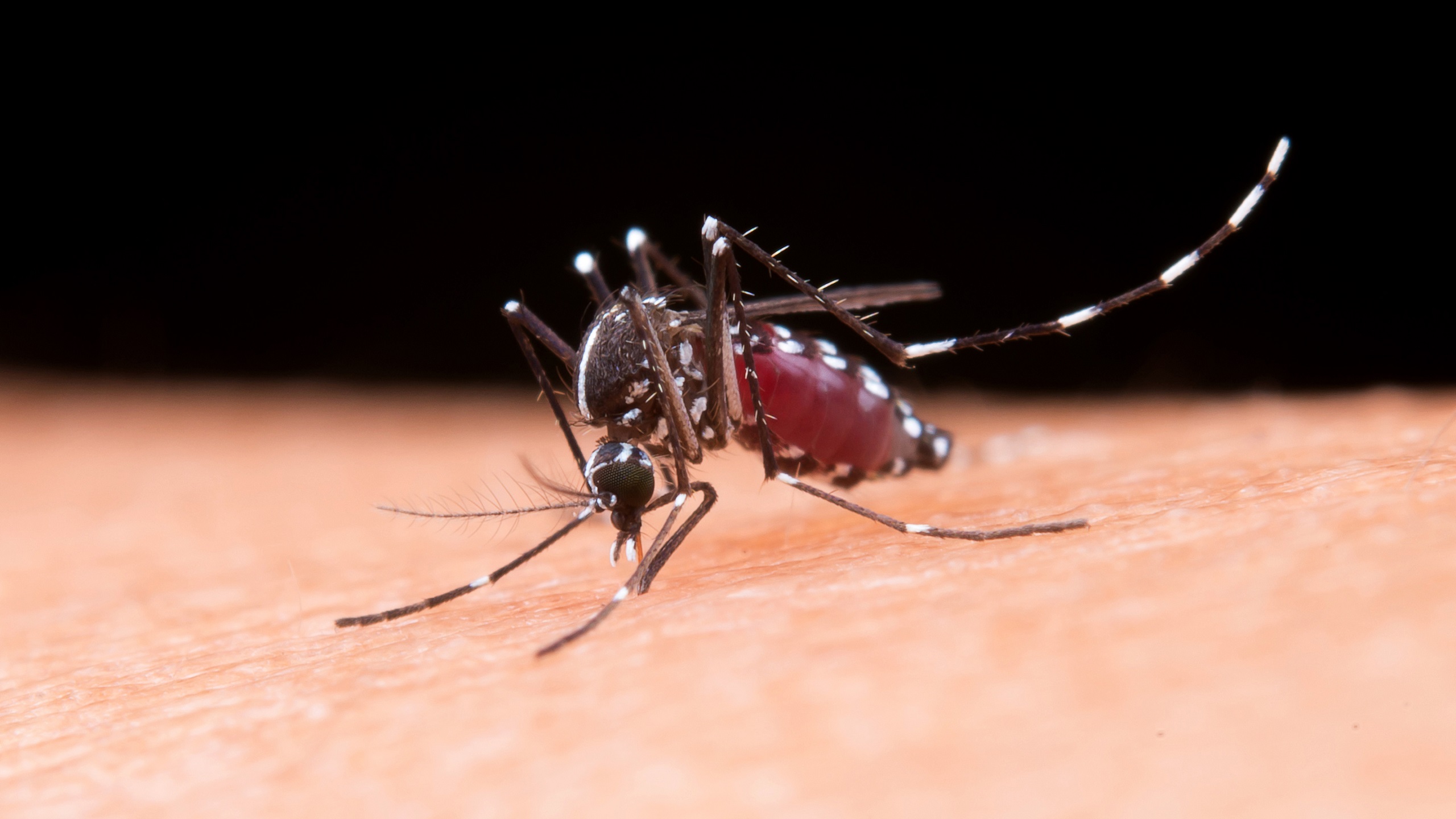 West Nile Virus Detected in Mosquitos Near Jordanian Border in Israel