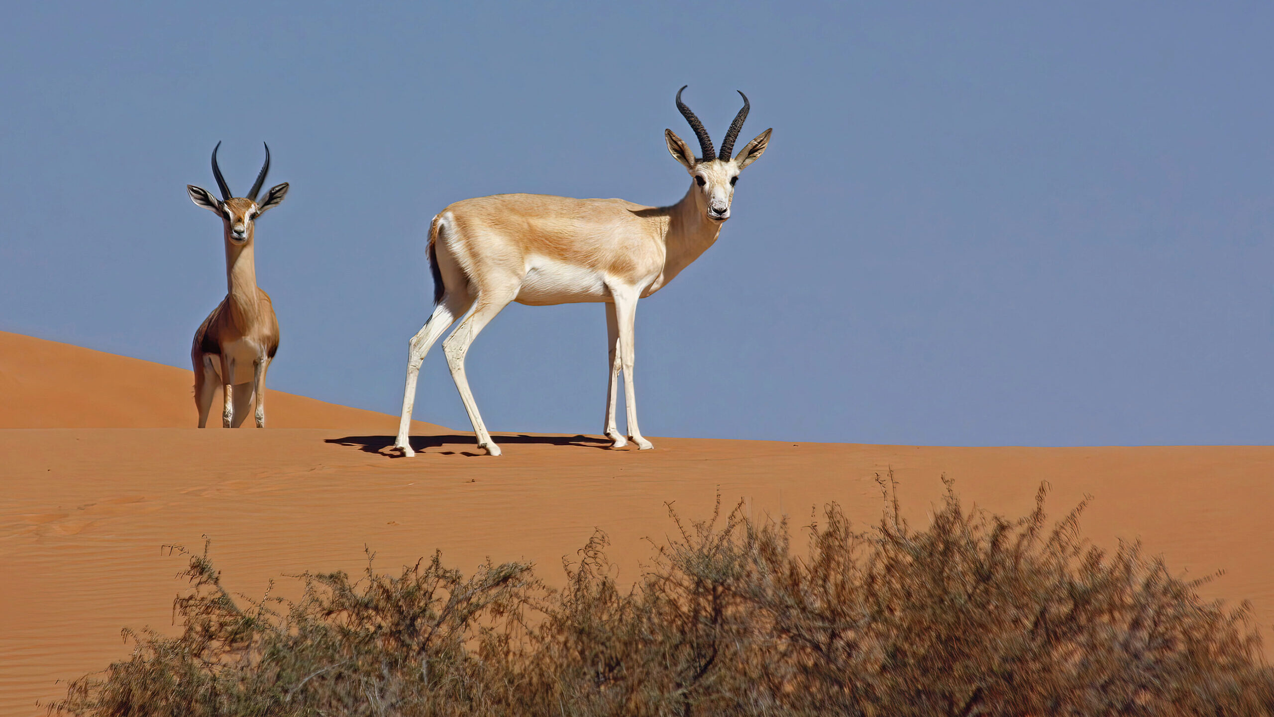 Uruq Bani Ma’arid Designated as Saudi Arabia’s First Natural World Heritage Site