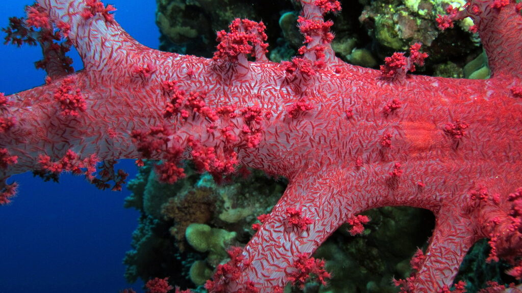 Israeli Researchers Detect Alien Coral Species in East Mediterranean, Pointing to Climate Change