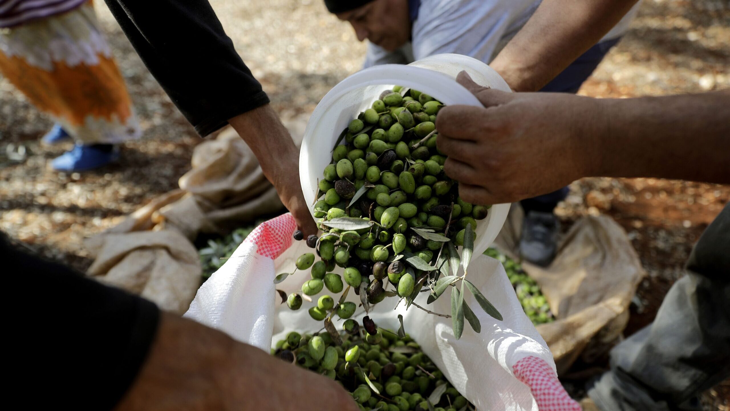 Lebanon’s Olive Farmers Caught in Crossfire of Israel-Hizbullah Conflict