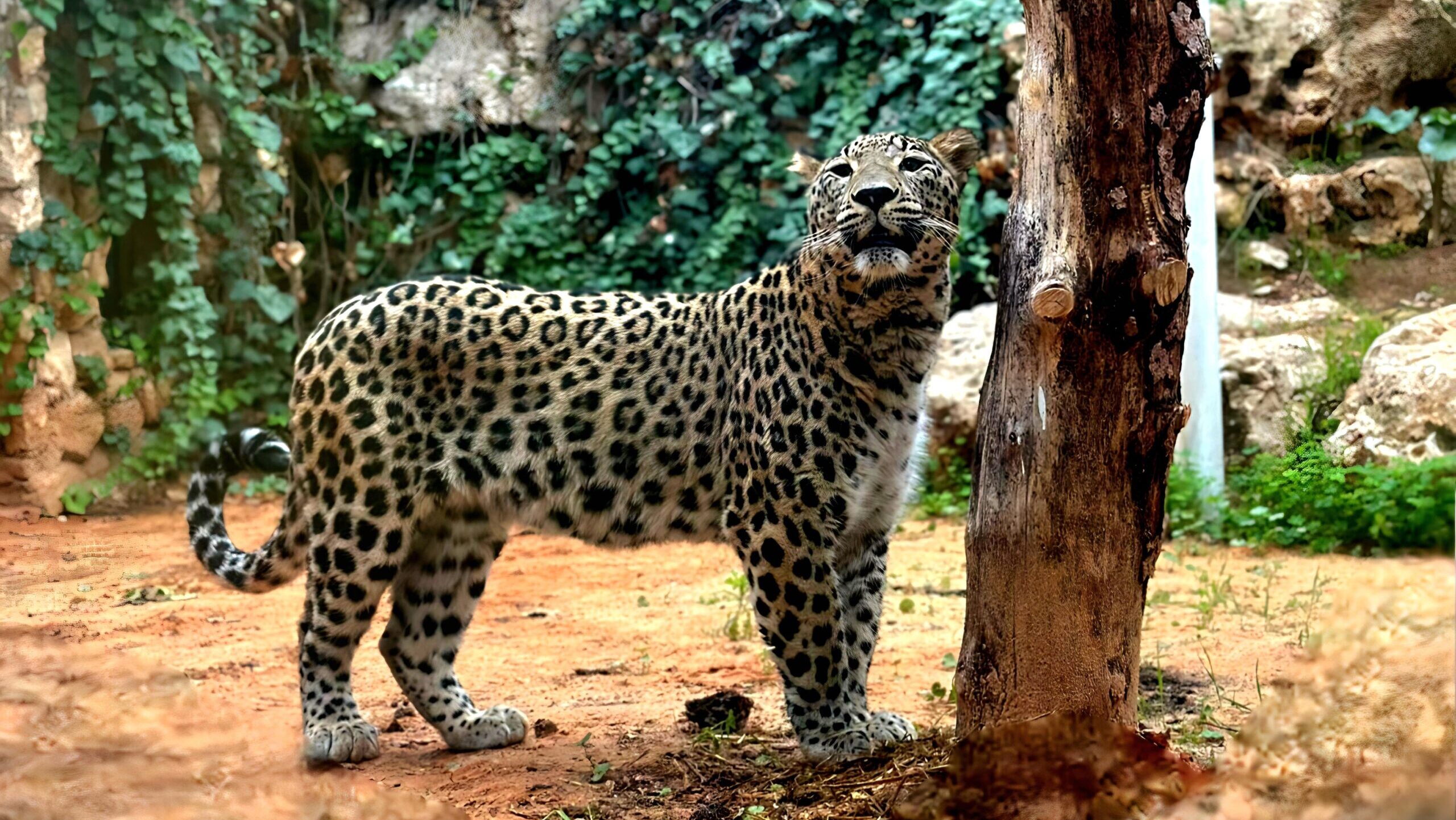 Persian Leopards Finally Arrive at Jerusalem Biblical Zoo After War-Related Delays