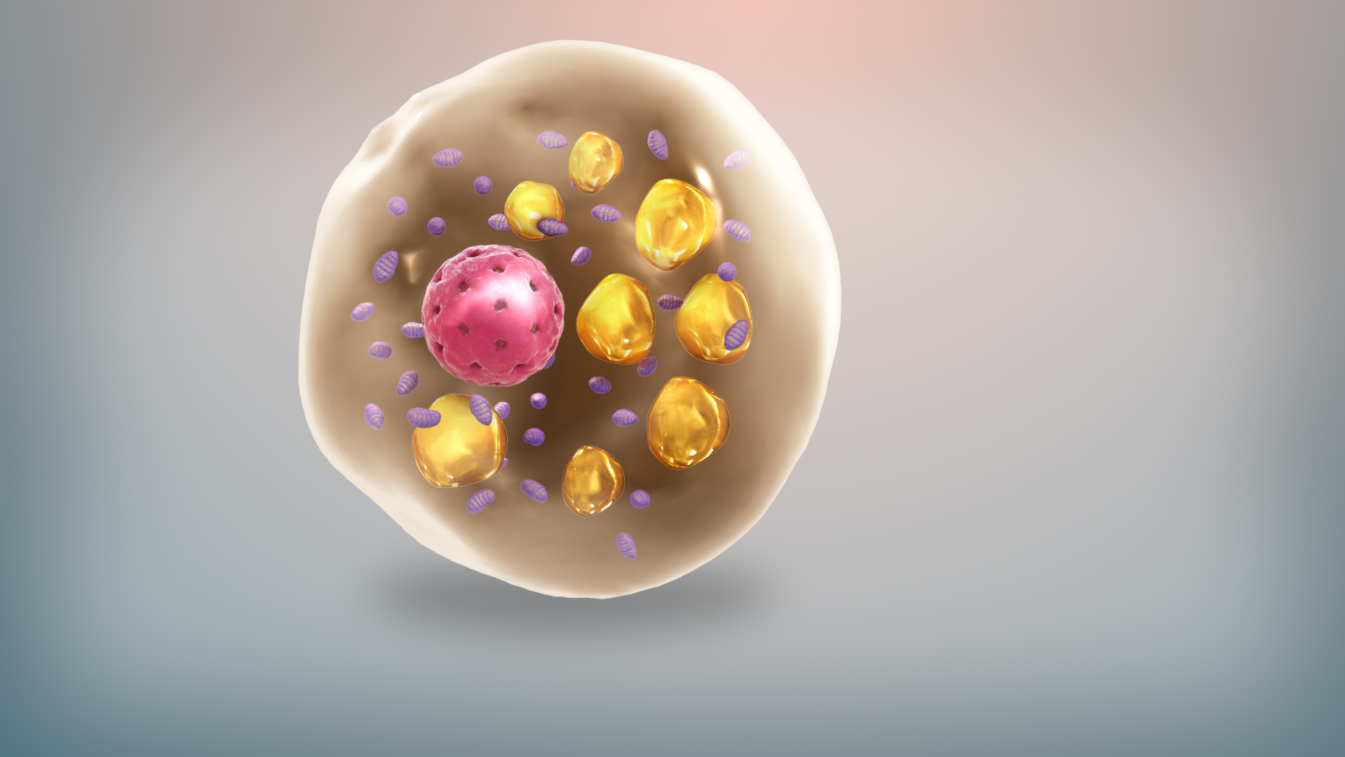 Scientists Discover New Fat Cell Types, Transforming Obesity Research