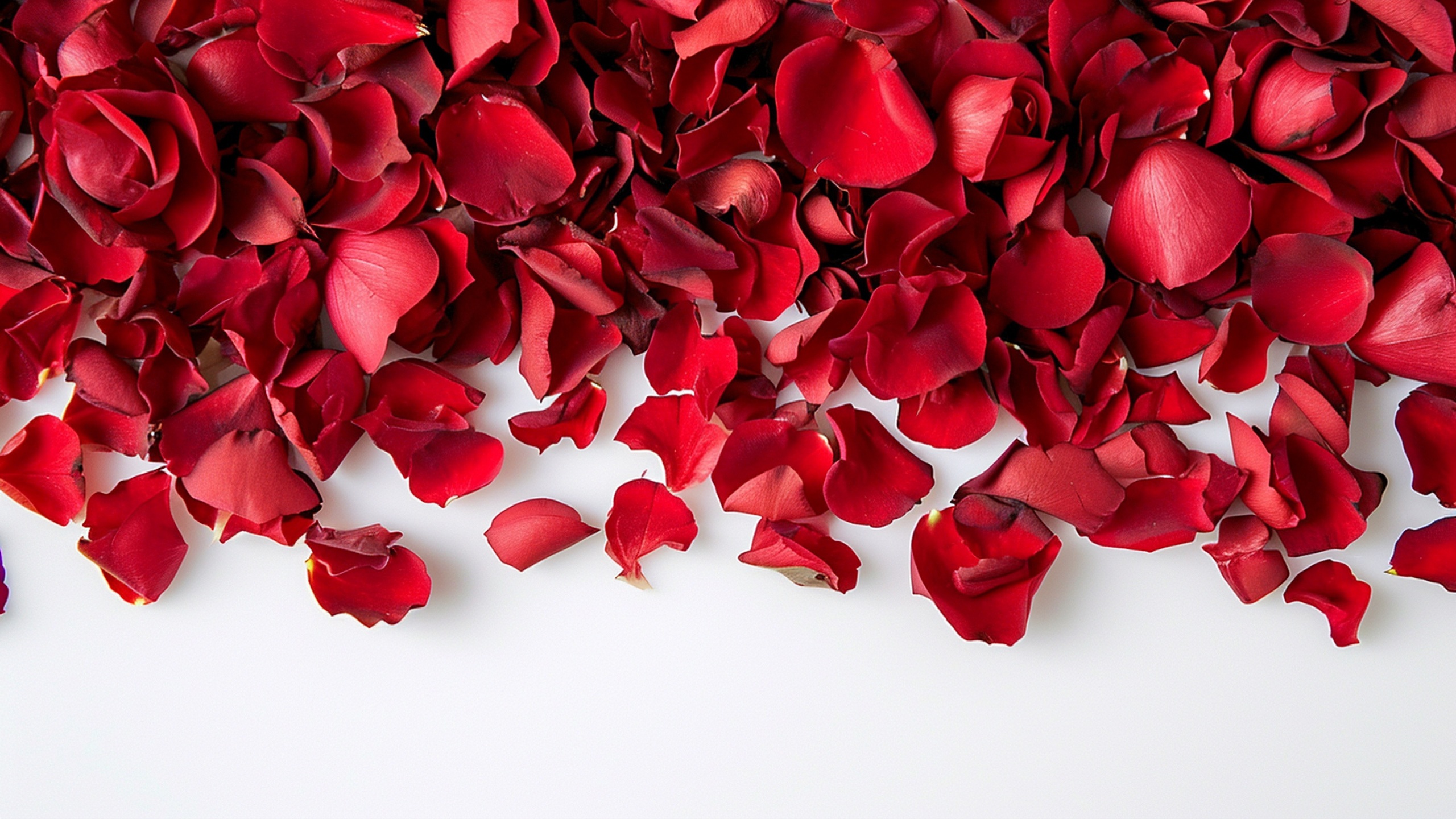 Hebrew University Scientists Unlock Geometry Behind Rose Petal Shapes