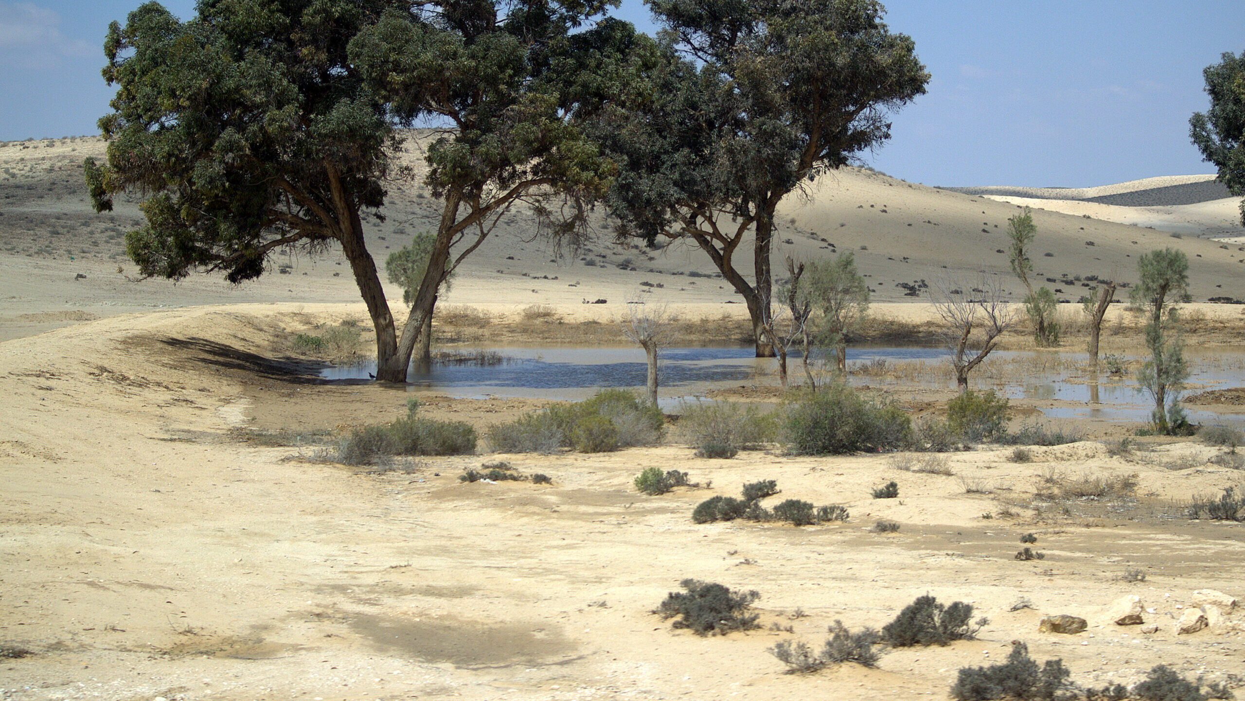 Scientists Use AI To Combat Water Scarcity, Desertification