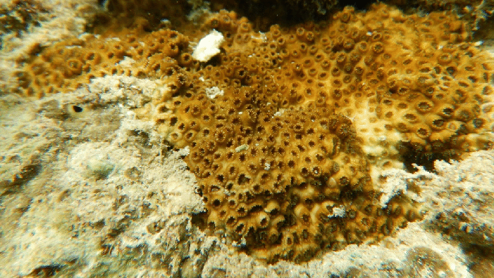 The Coral That Refuses To Bleach: How a Mediterranean Native Cheats Heat