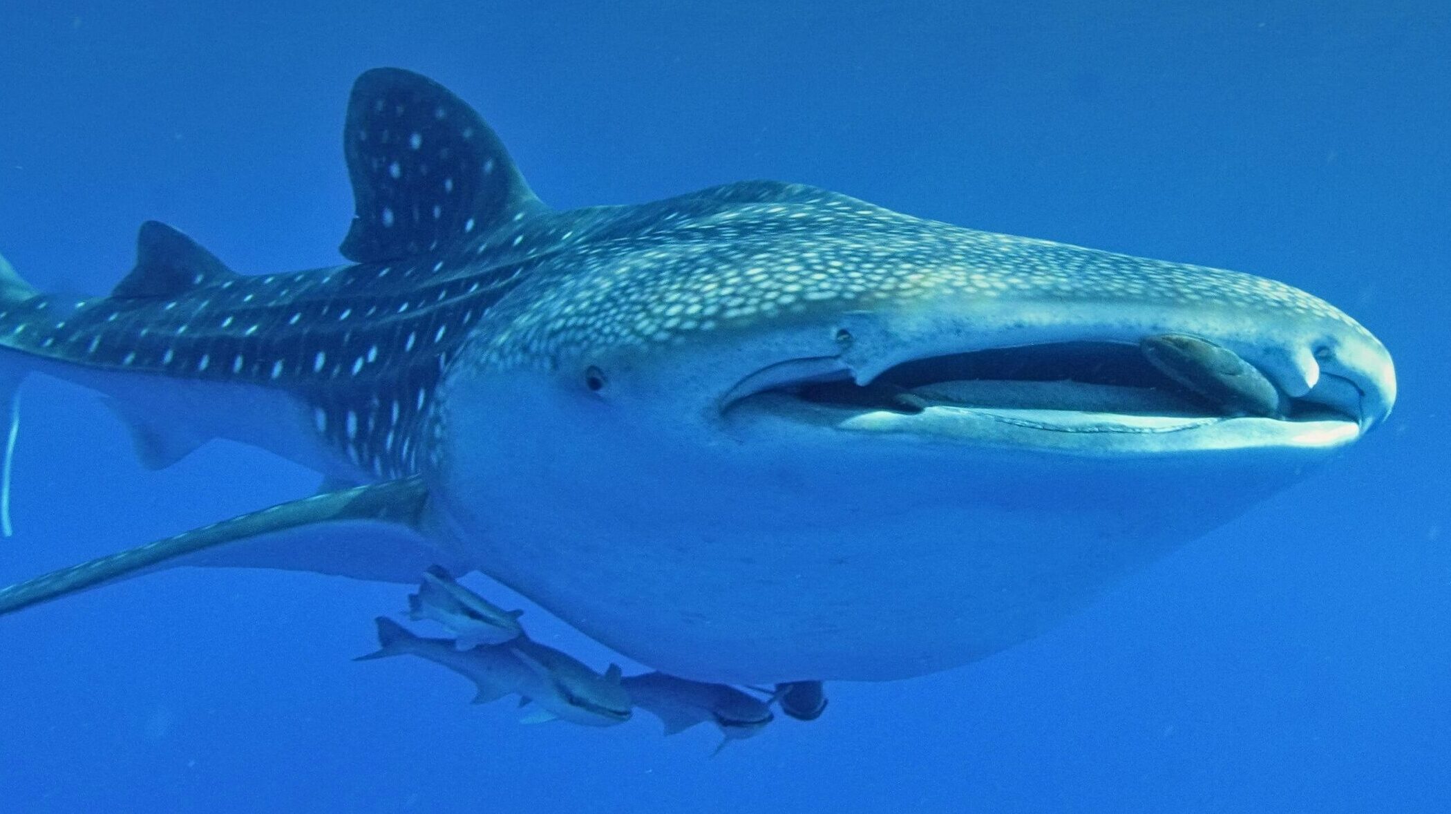 Whale Shark That Captivated Israelis Found Dead After Being Caught in Gaza
