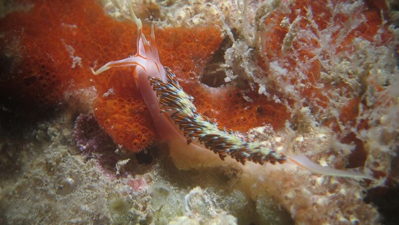 Israeli Team Finds Predator That Could Shift Jellyfish Blooms