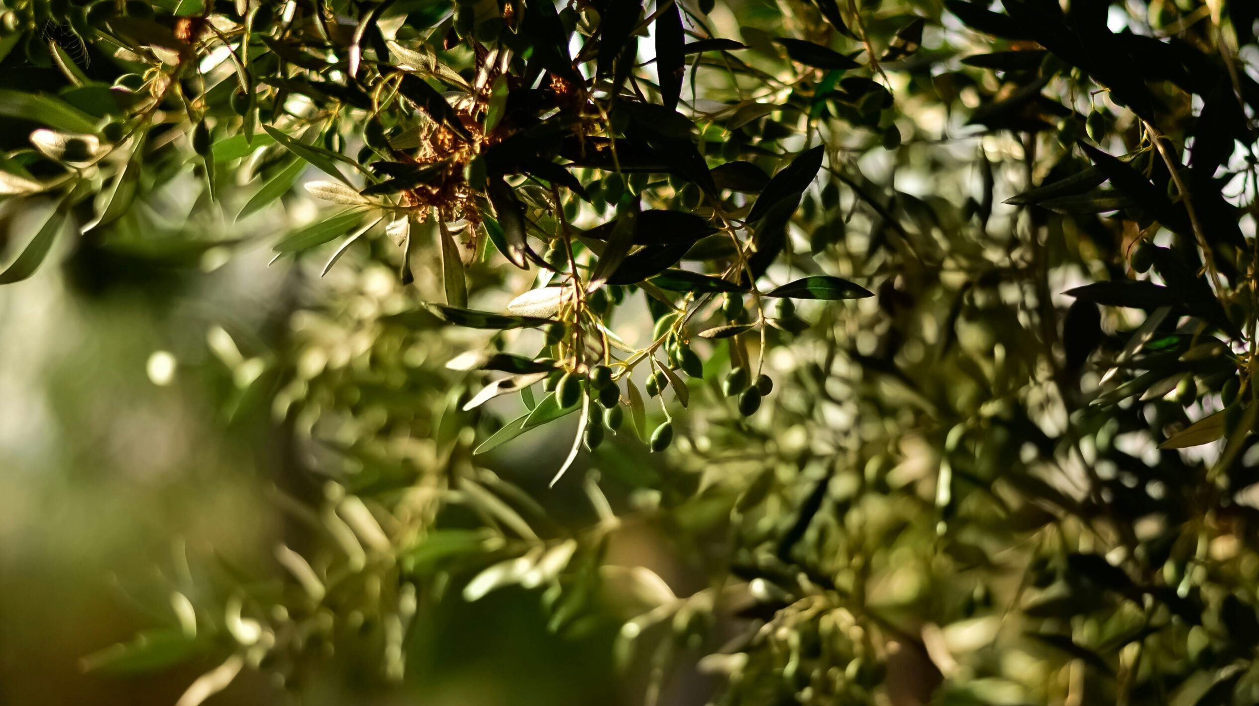 In the Jezreel Valley, Olive Trees Tell Israel’s Story of War and Strength