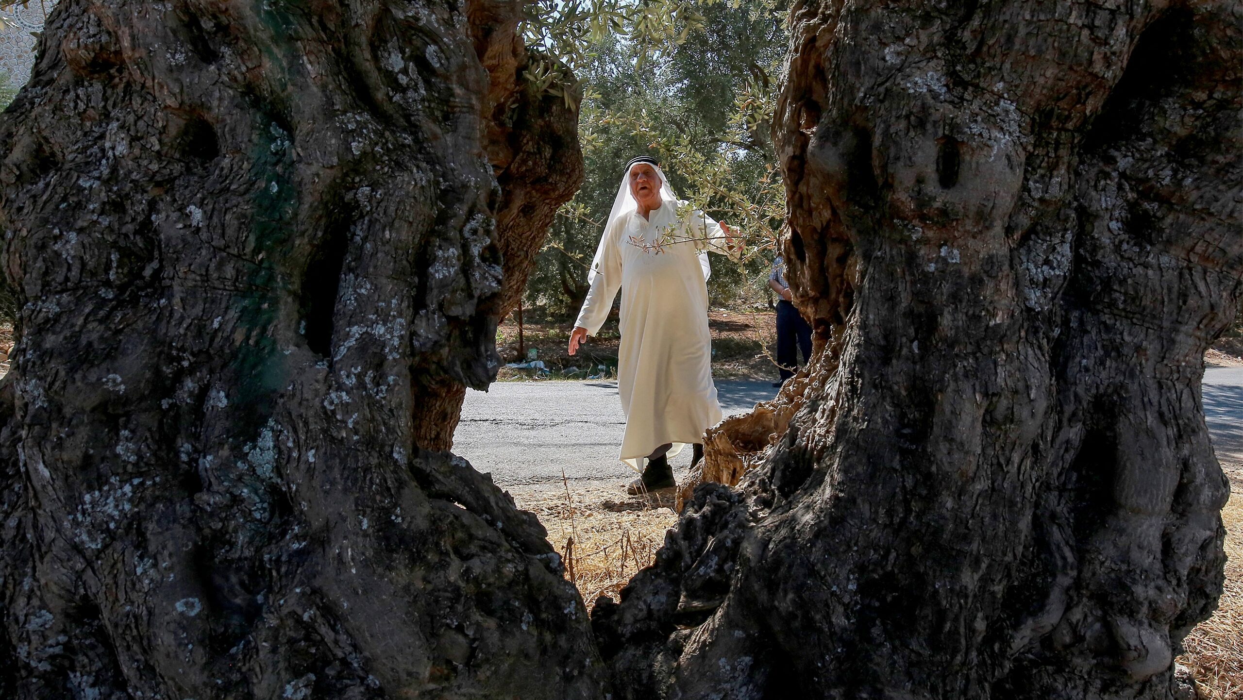Jordan’s Ancient Mehras Olive Traditions Win UNESCO Heritage Status