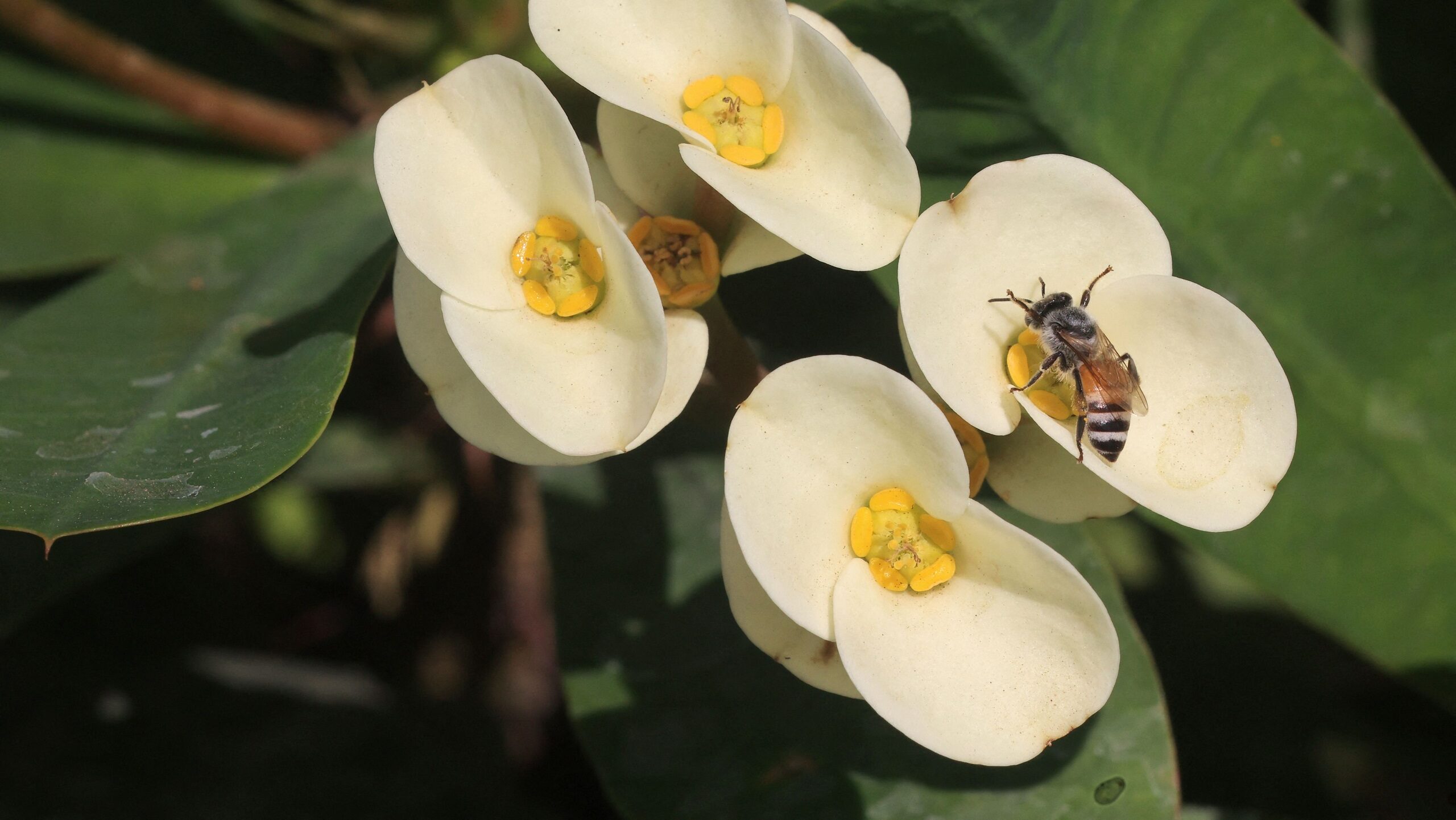 Blooms in a War Zone: Khartoum Hosts First Flower Festival in Years