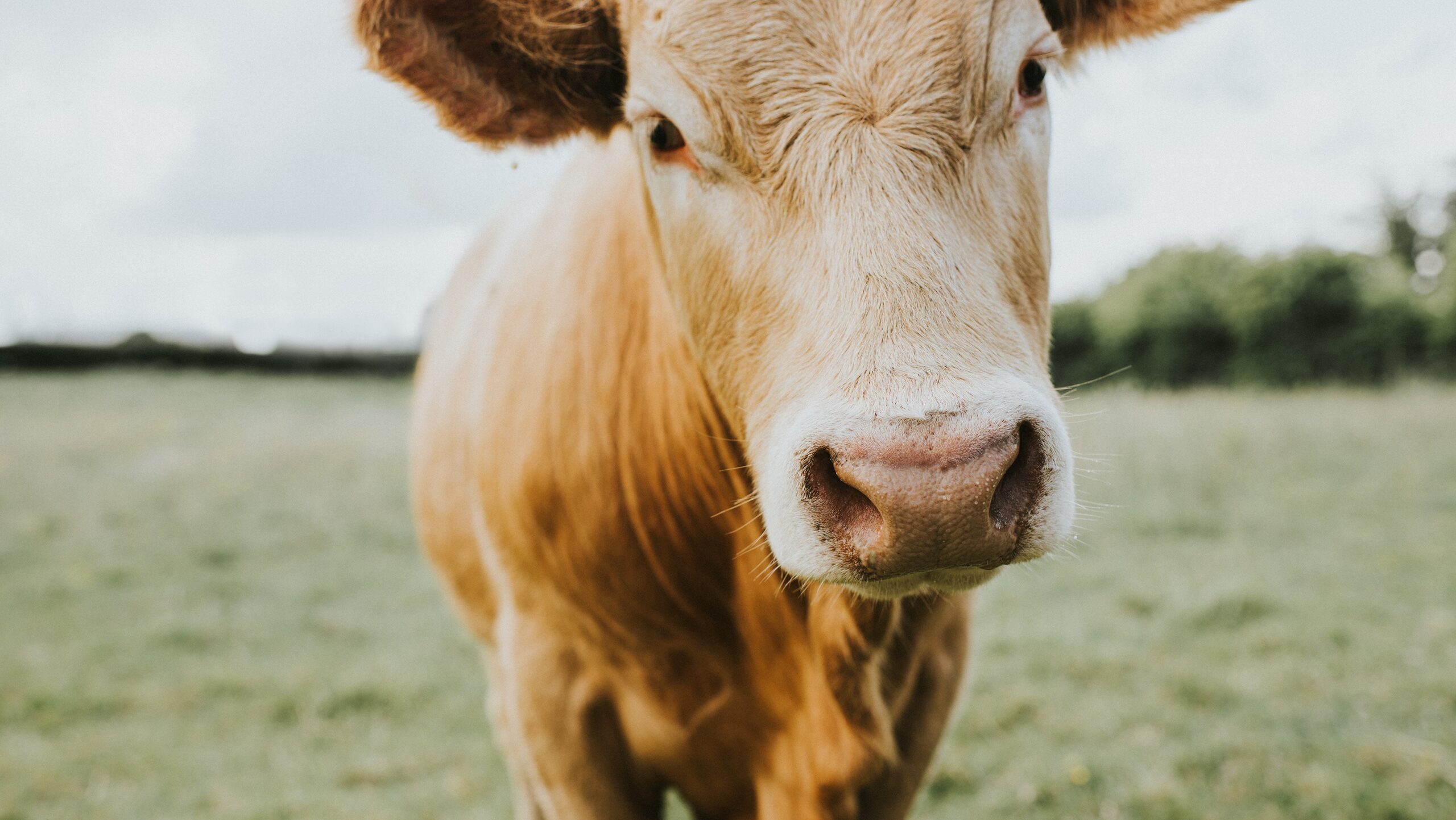 Lebanon, UN Agency Launch Emergency Plan to Contain Foot-and-Mouth Disease